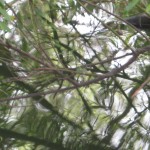 IMG_0279