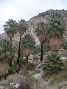 DSCN2186